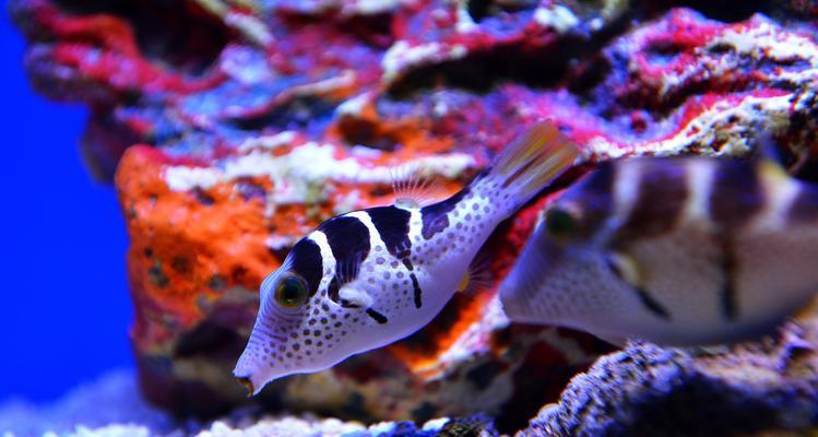 神秘海洋深处的生物奇观（探秘深海生物的绚丽多样和神秘奥秘）
