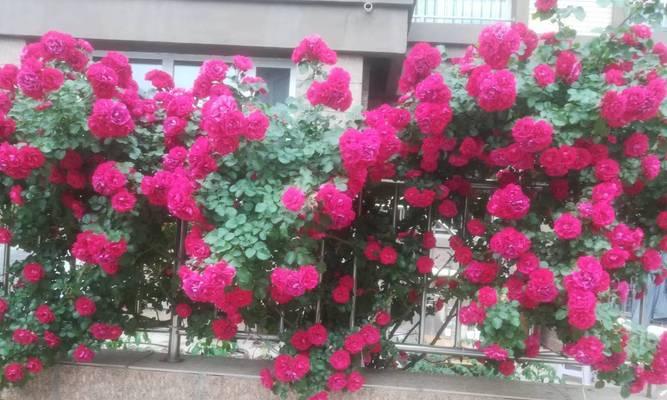 佳能相机拍摄繁花的技巧是什么？如何用佳能相机拍出美丽的花朵？