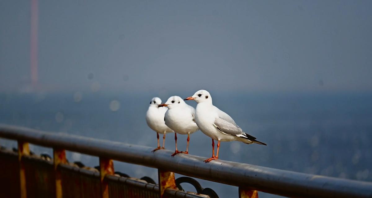 相机拍摄海鸥有哪些技巧？