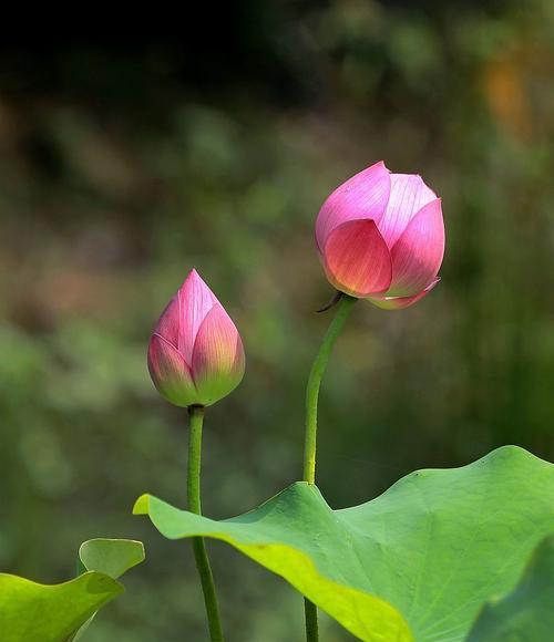 莲花相机拍摄技巧有哪些？